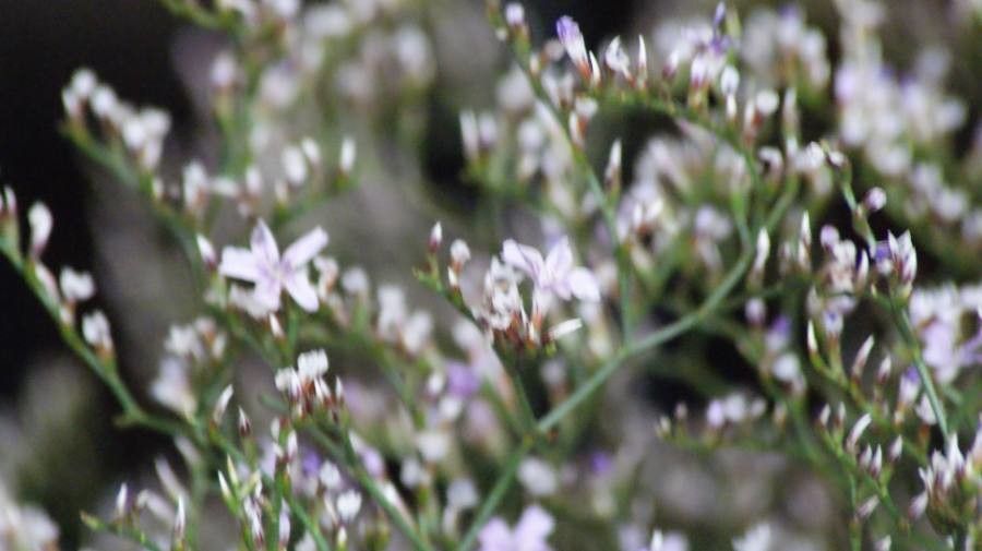 Limonium humile flower