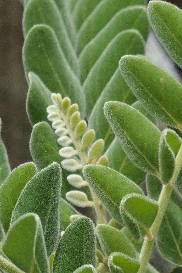 Sophora tomentosa leaf