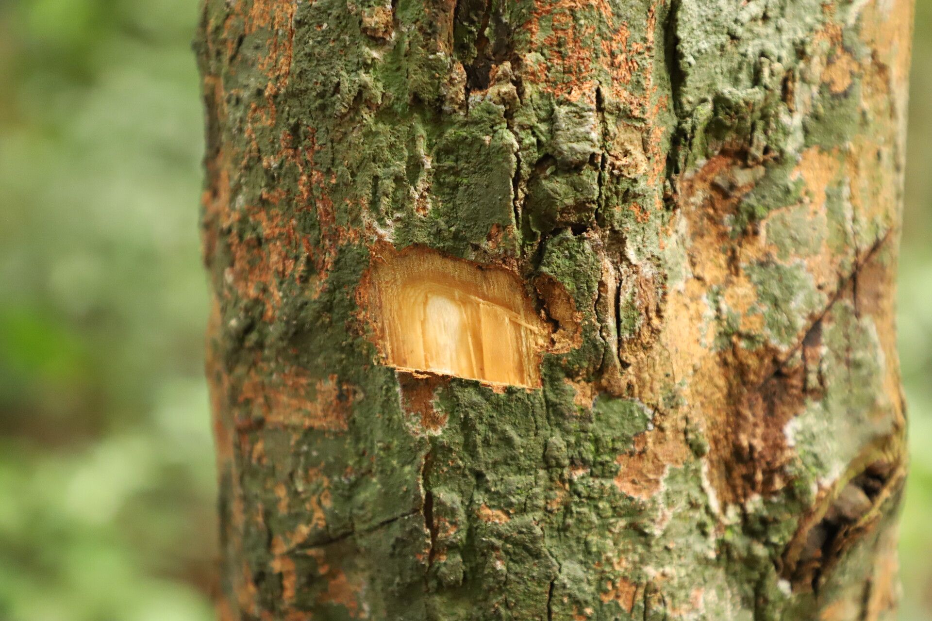 Xylopia wilwerthii bark