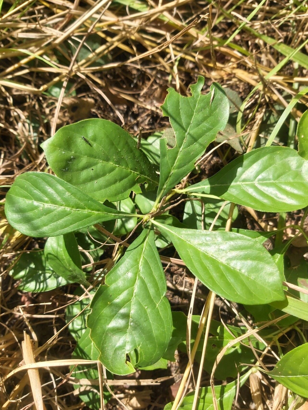 Pavetta klotzschiana leaf