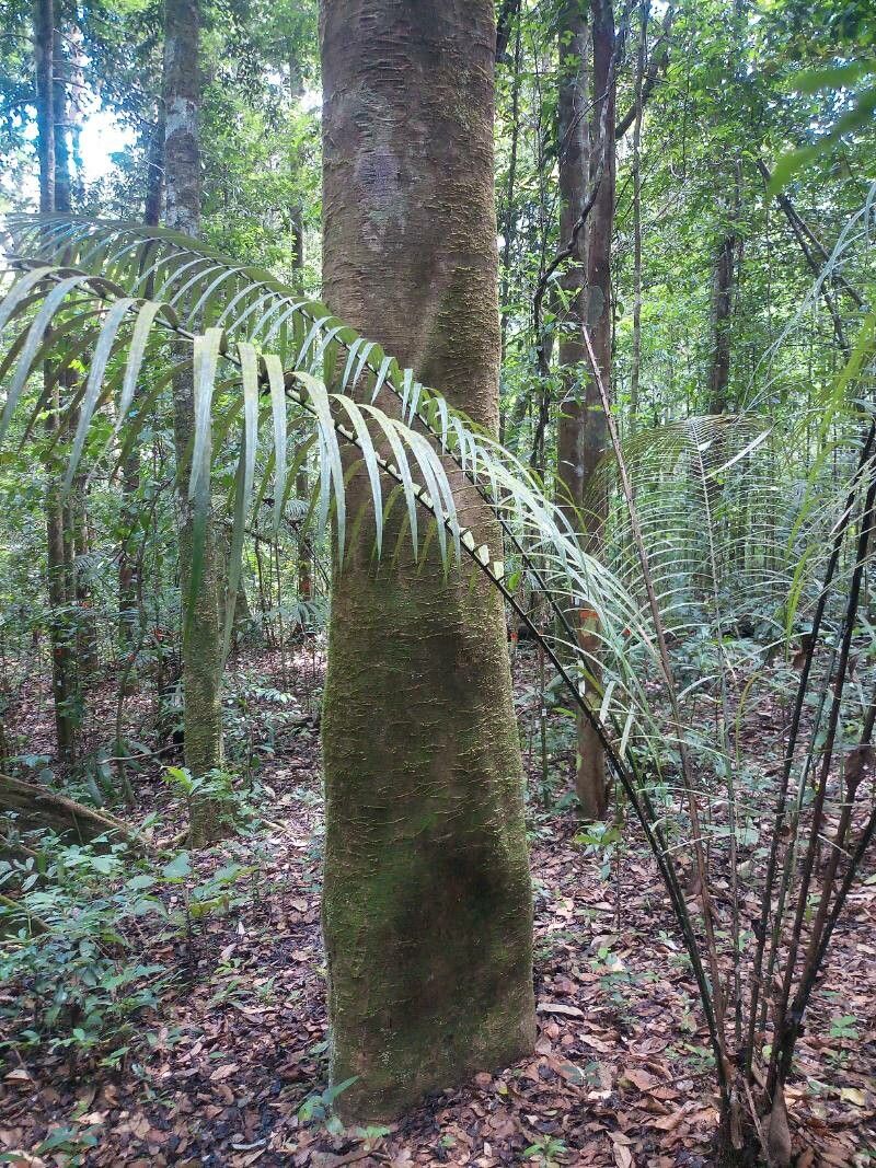 Sterculia speciosa bark