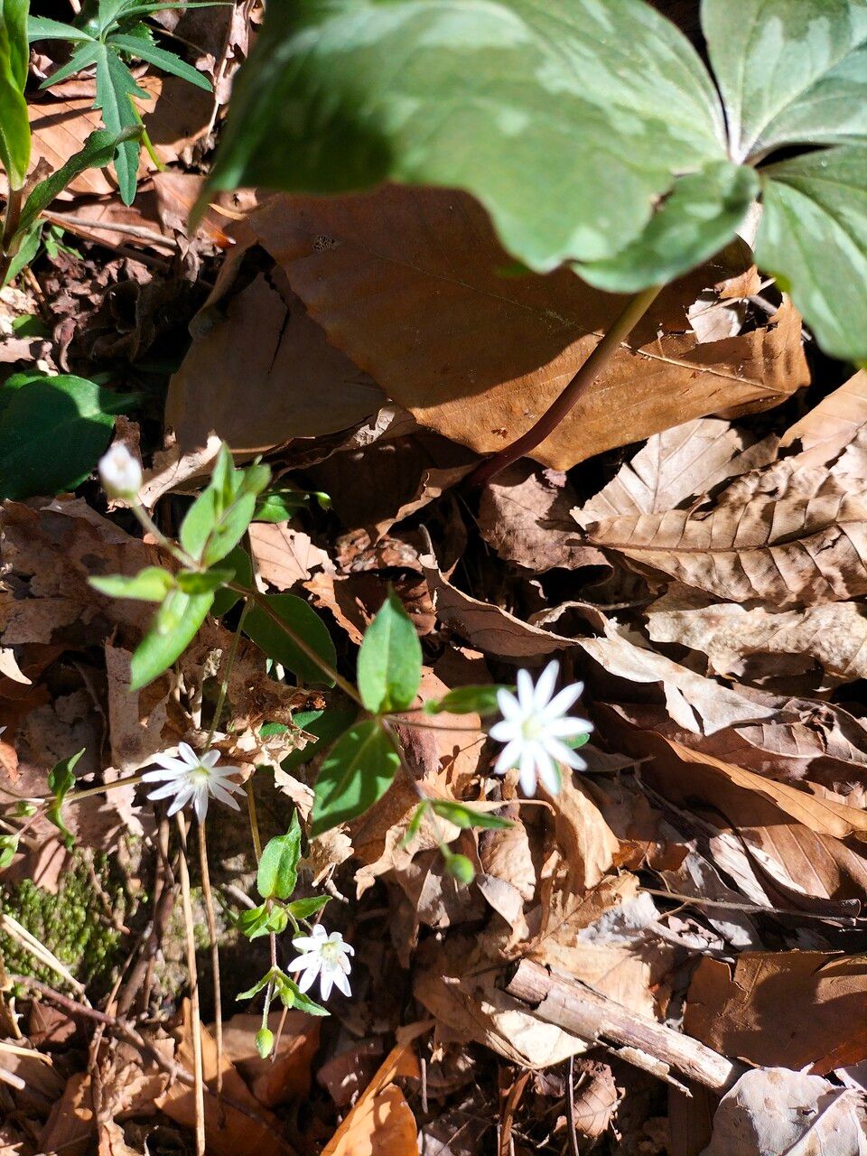 Stellaria pubera habit