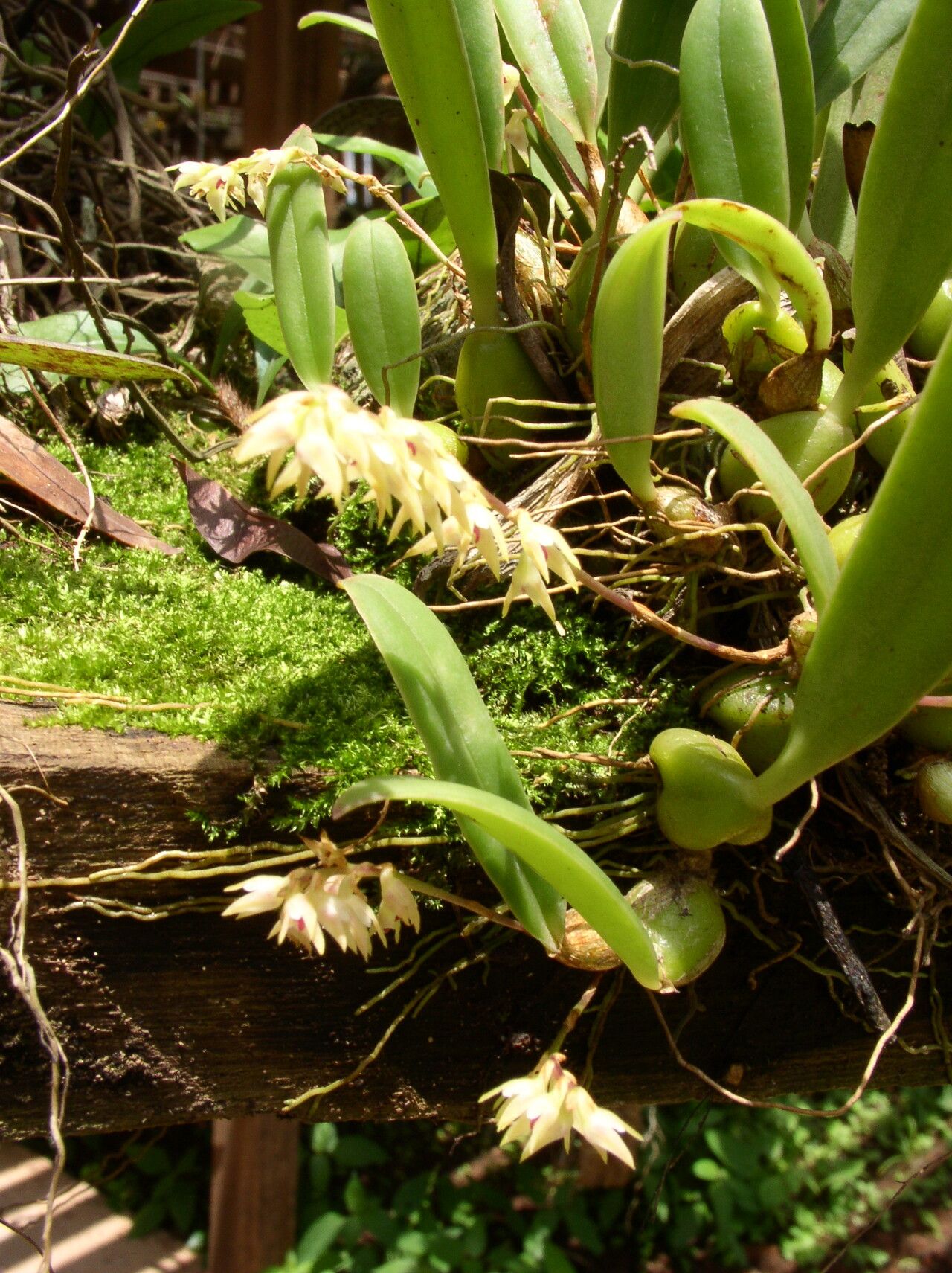 Bulbophyllum pumilum habit