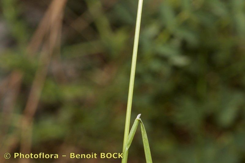 Poa flaccidula — houseplant care guide