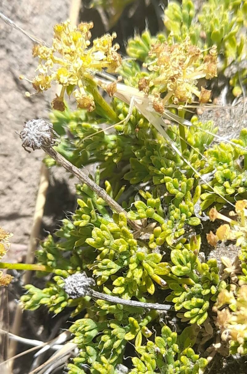 Azorella hallei — houseplant care guide