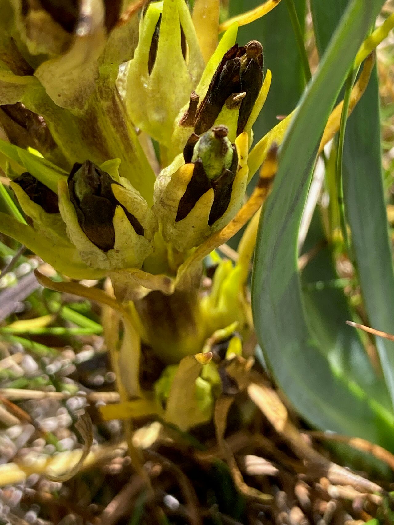 Gentianella thyrsoidea fruit