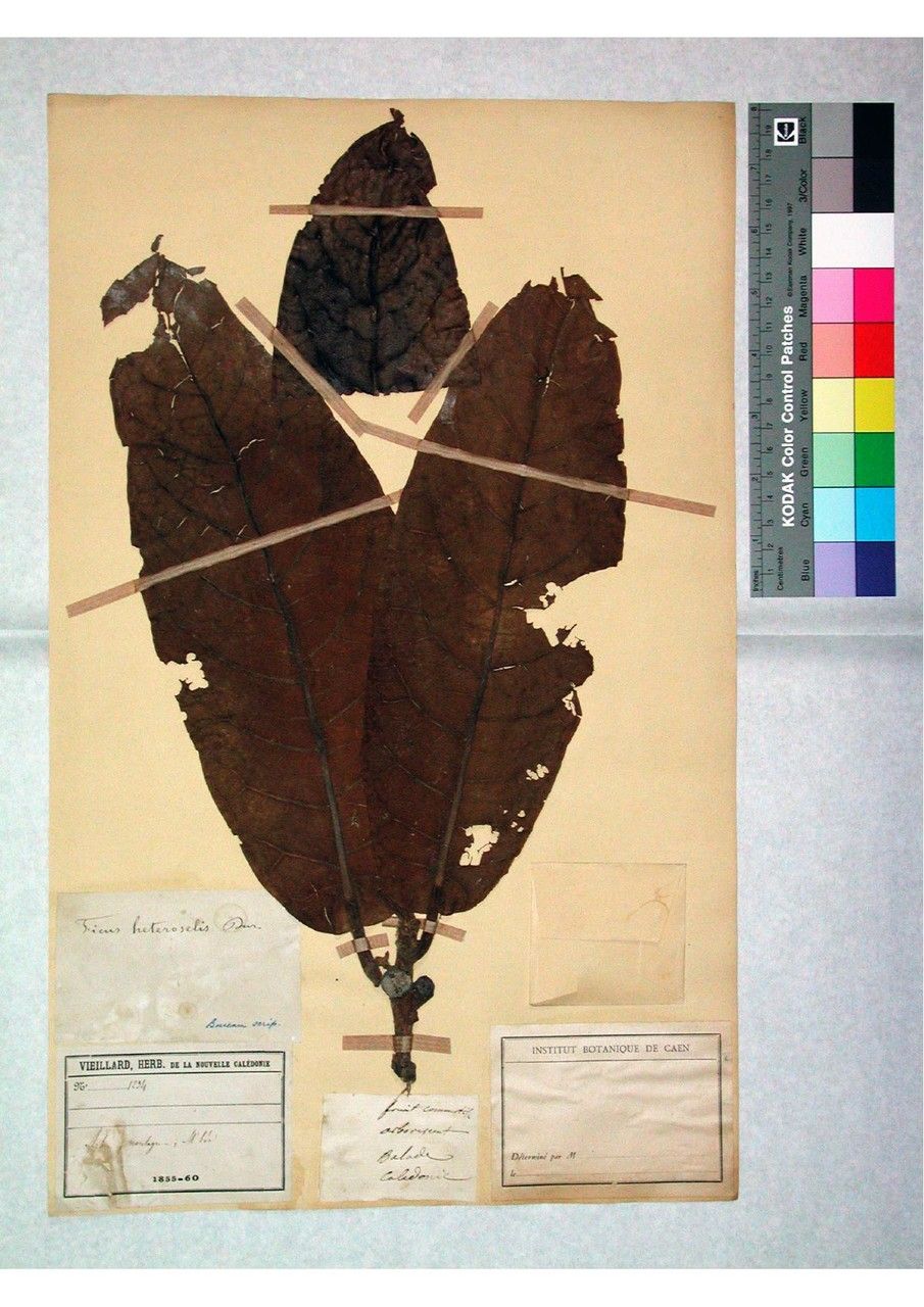 Ficus heteroselis — houseplant care guide