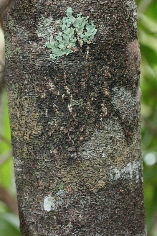 Olax psittacorum bark