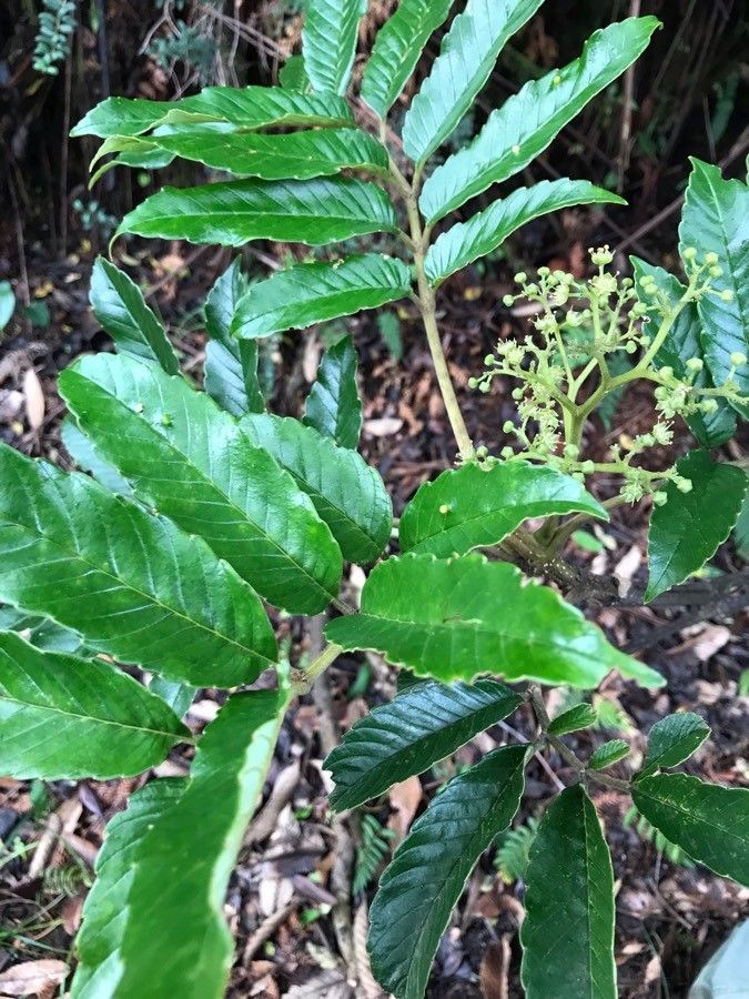 Brunellia costaricensis — related species from the same genus