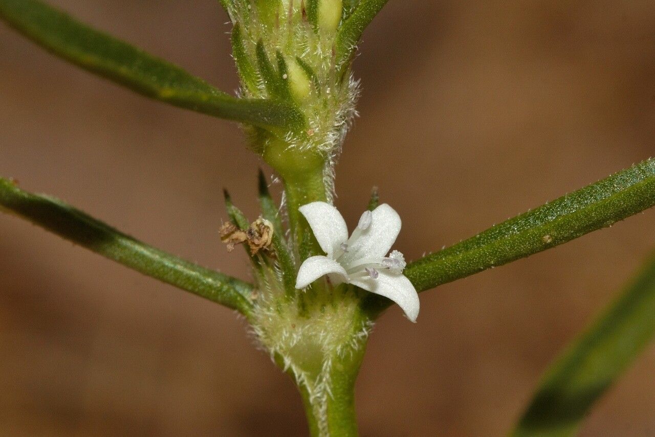 Spermacoce subvulgata — houseplant care guide