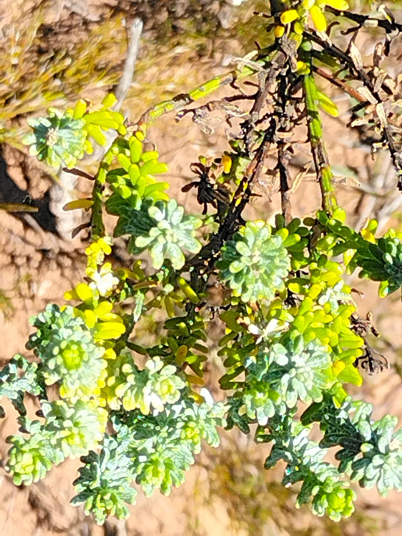 Chrysocoma cernua — related species from the same genus