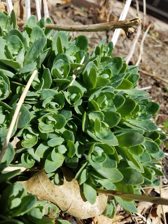 Primula suffrutescens leaf