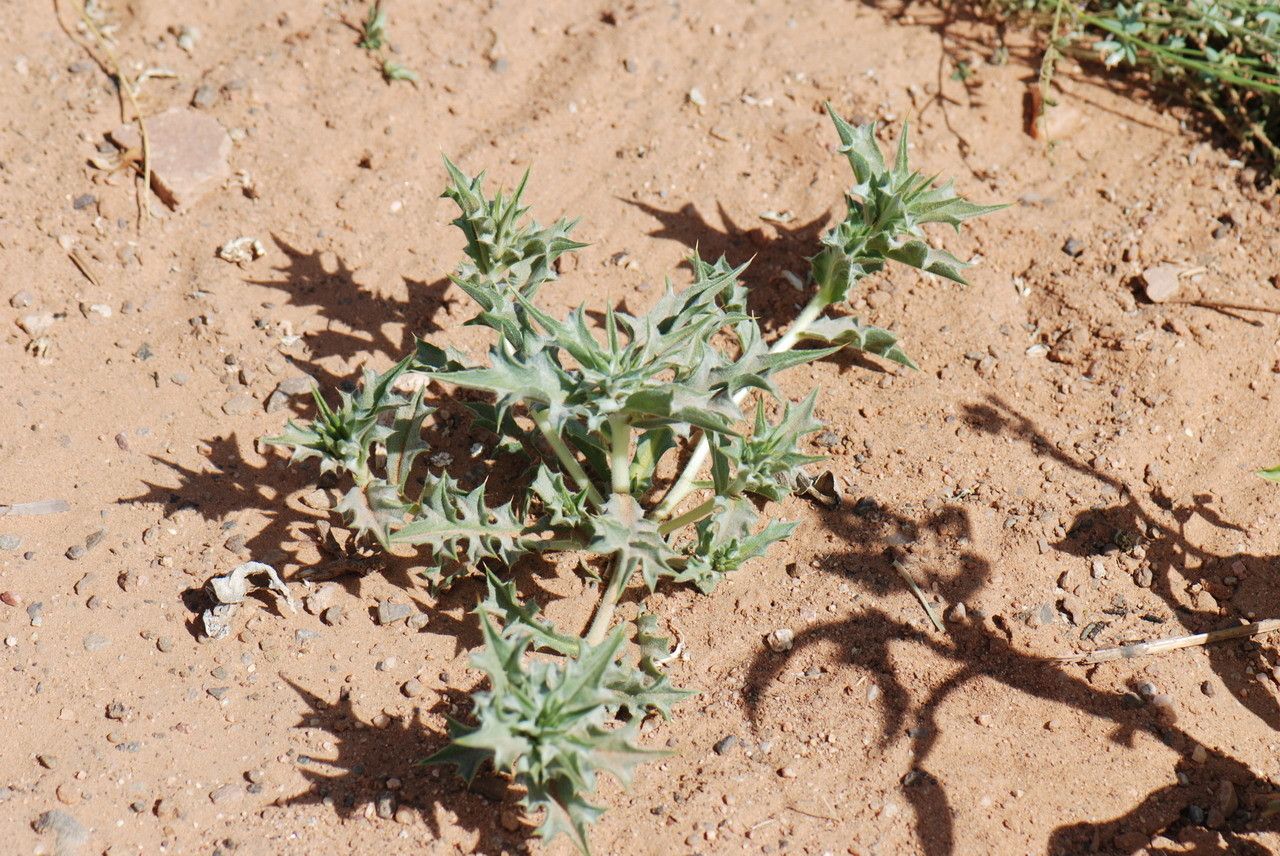 Atractylis babelii leaf