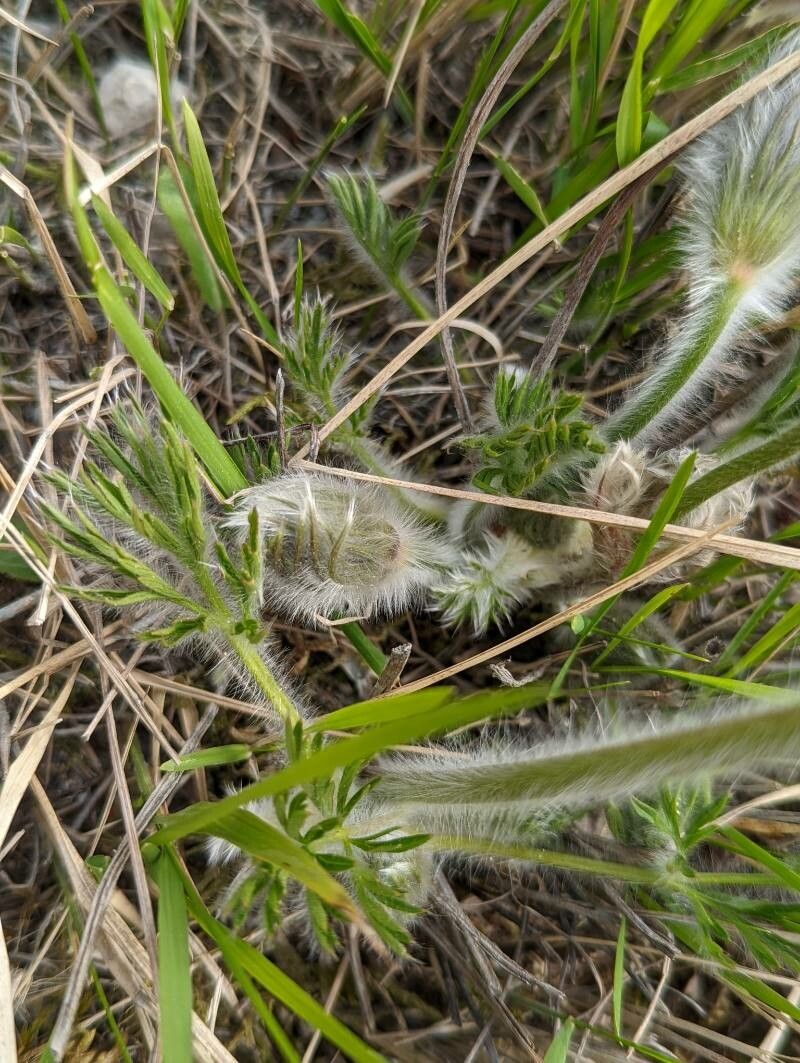 Anemone patens — search result for 'Anemone'