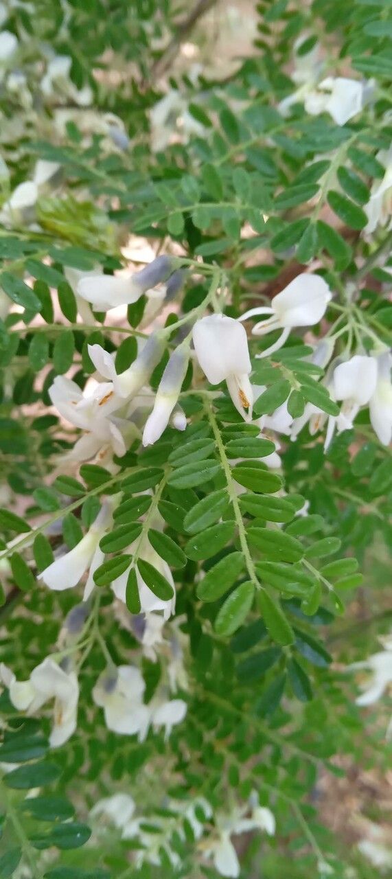 Sophora davidii flower