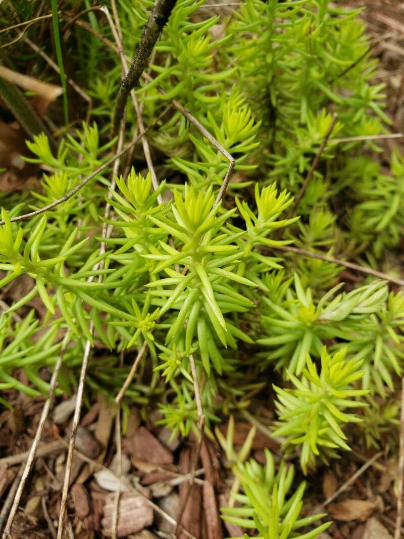 Sedum reflexum