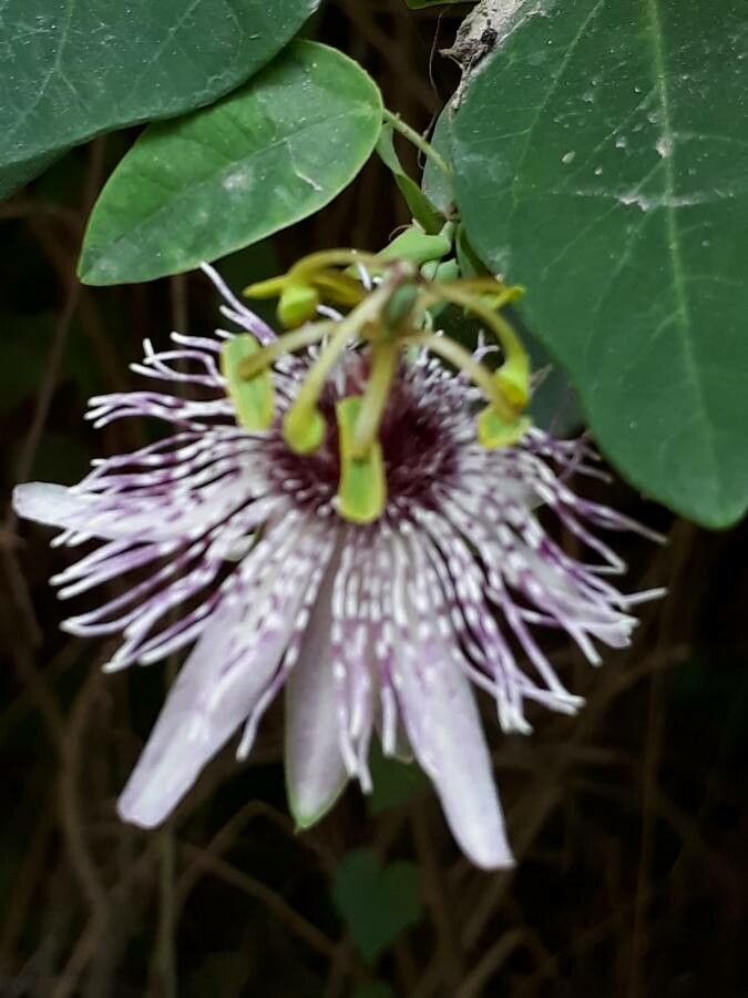 Passiflora actinia flower