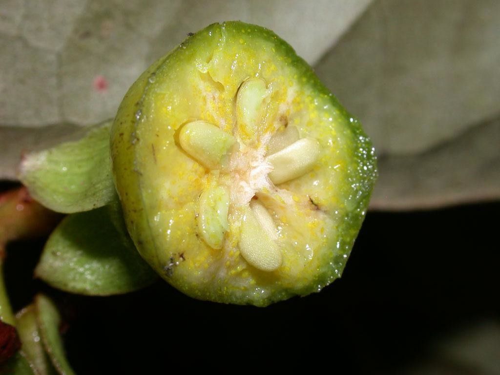 Vismia billbergiana fruit
