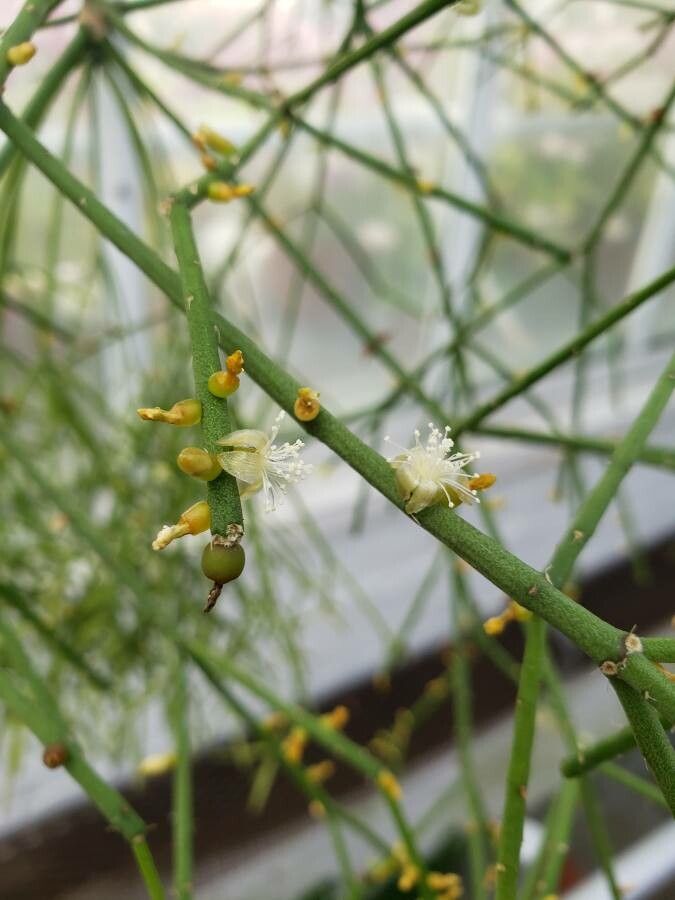 Rhipsalis teres flower