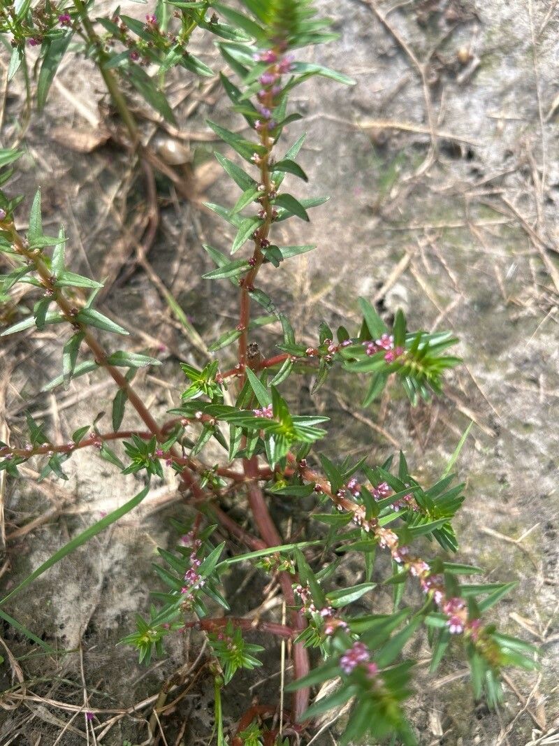 Rotala densiflora flower