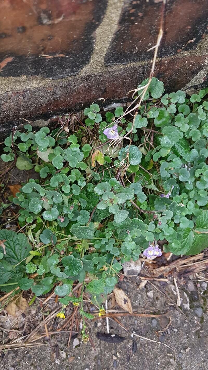 Cymbalaria aequitriloba — related species from the same genus