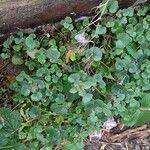 Cymbalaria aequitriloba