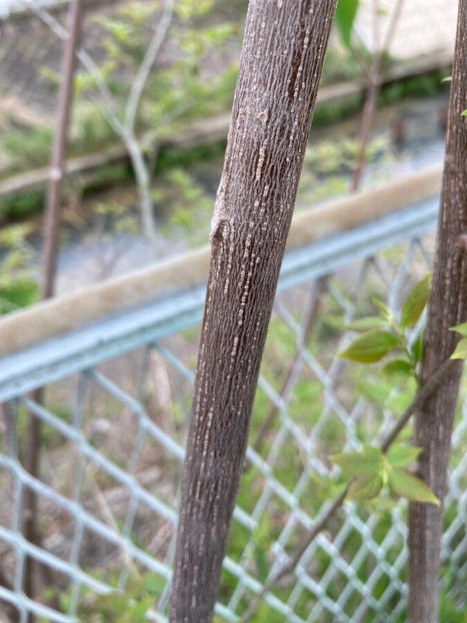 Mallotus japonicus bark