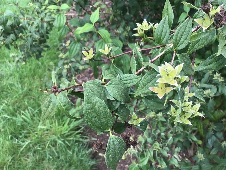 Philadelphus laxiflorus — houseplant care guide