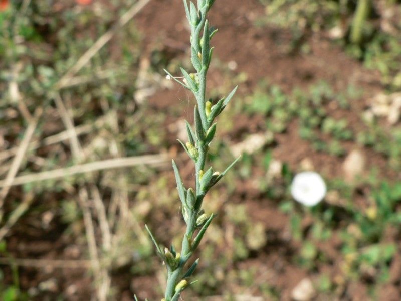 Thymelaea passerina other