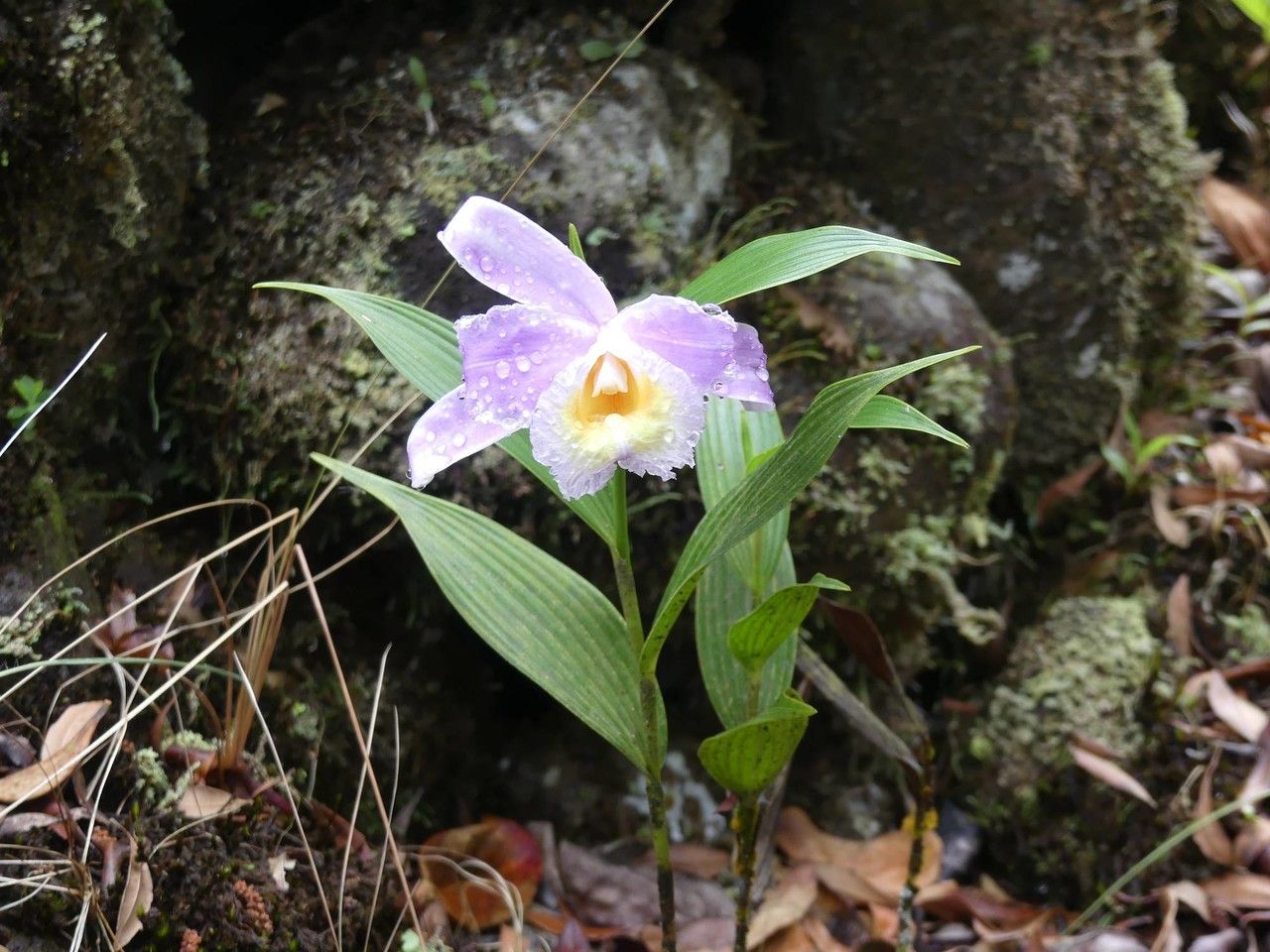 Sobralia warszewiczii habit