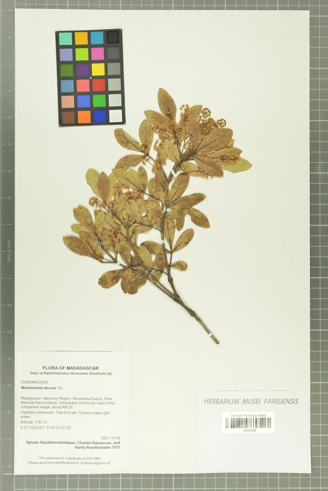 Pterophylla decora — houseplant care guide