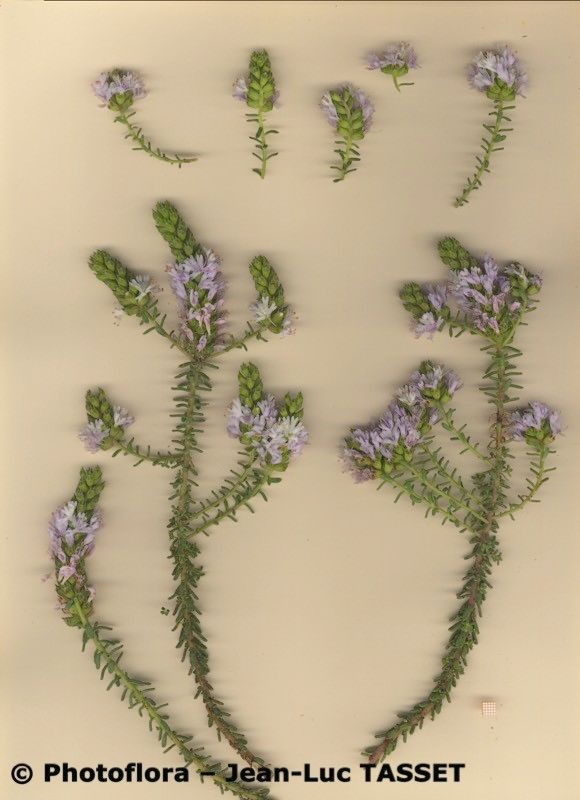 Coris hispanica habit