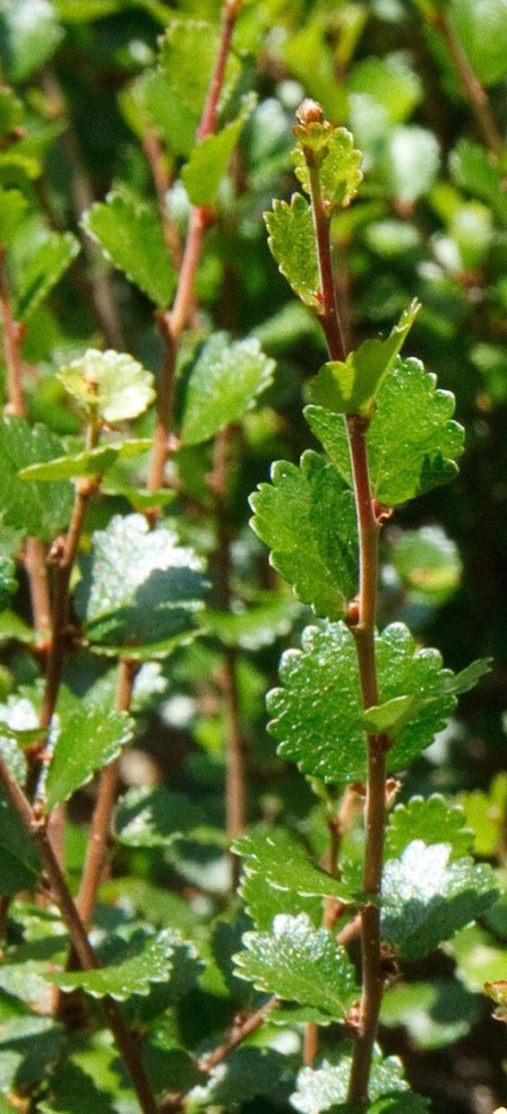 Betula nana leaf