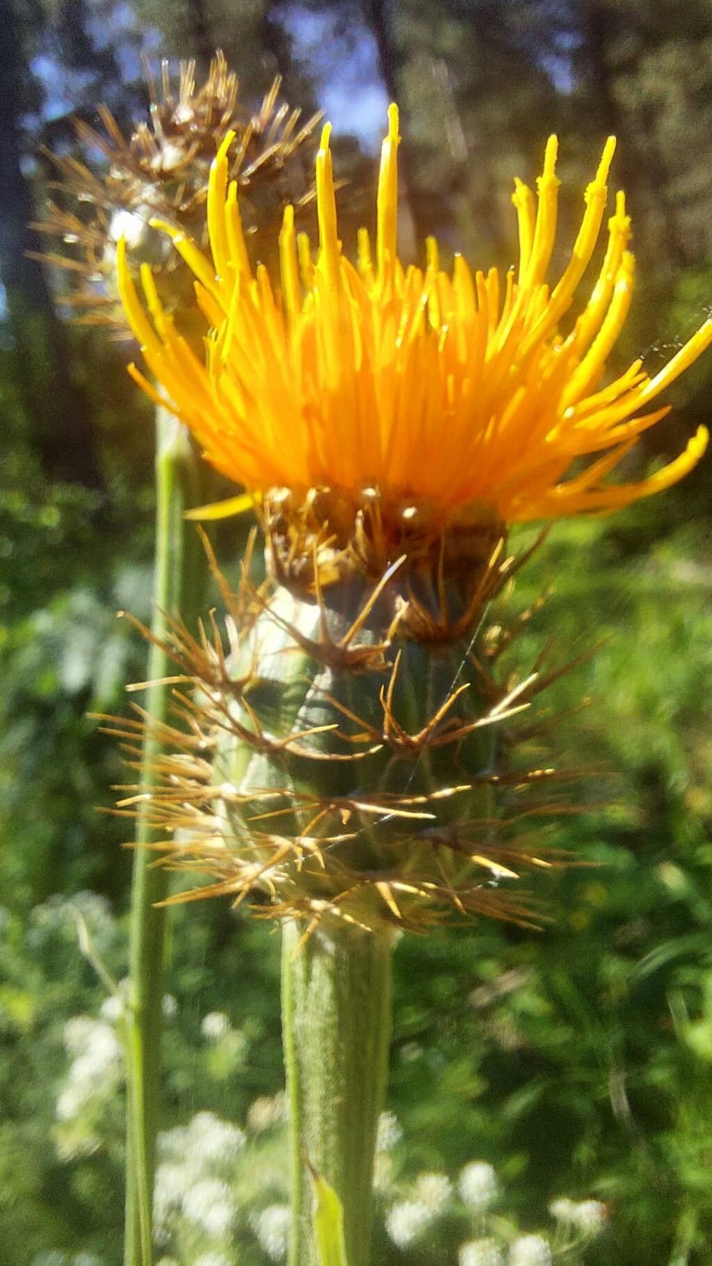 Centaurea hermannii flower