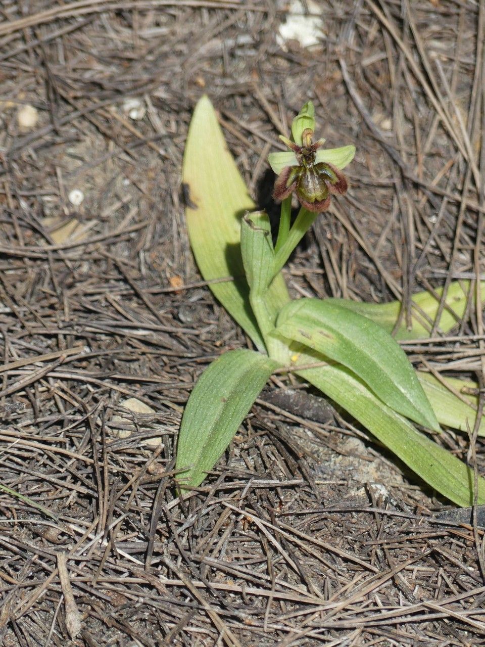 Ophrys x fernandii habit