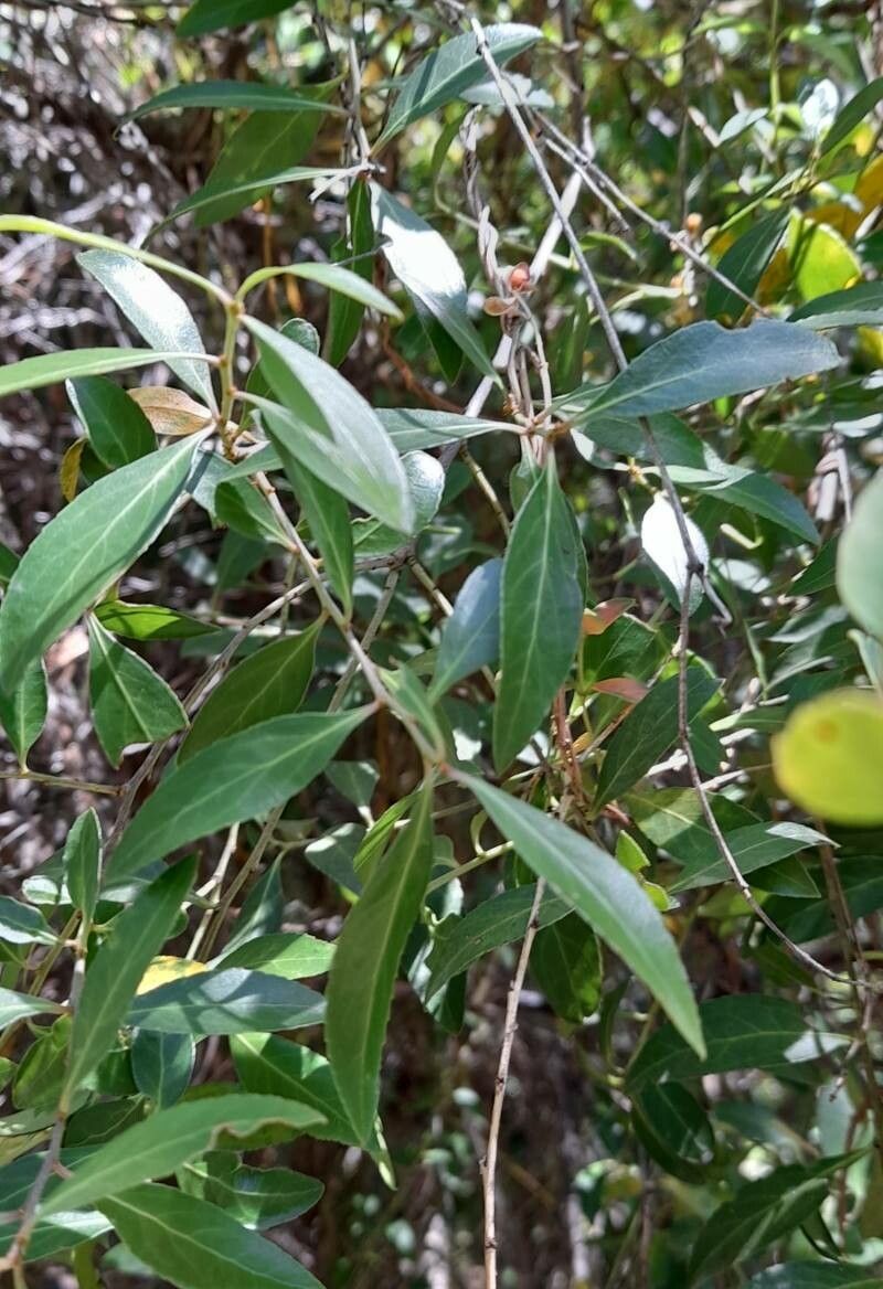 Cynanchum diemii leaf