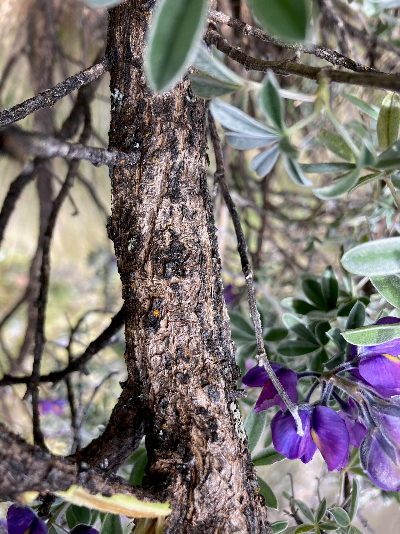 Lupinus ballianus bark