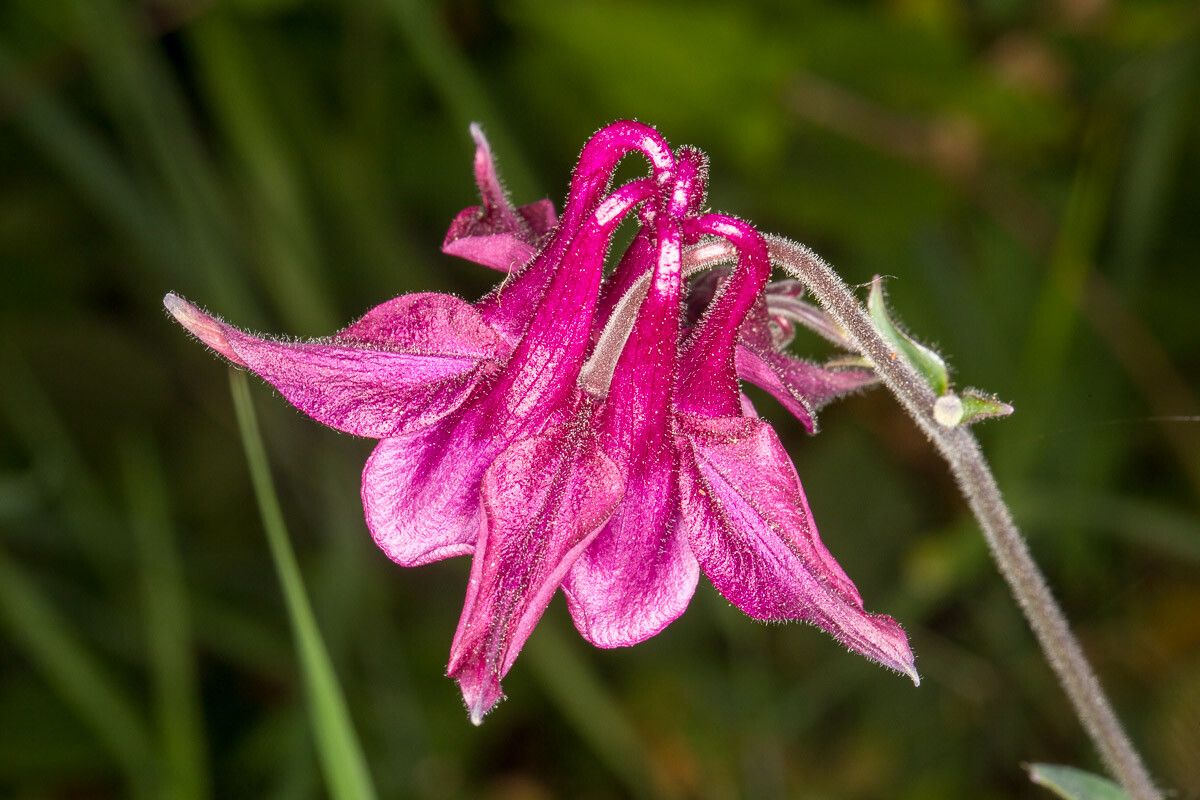 Aquilegia atrata flower