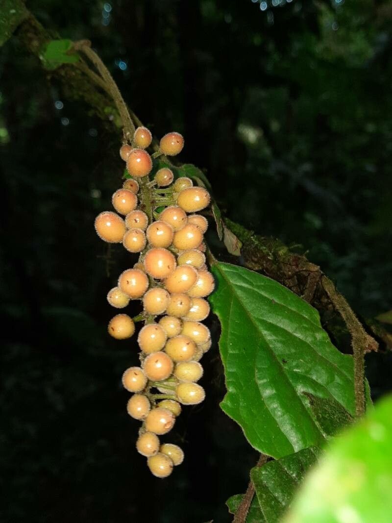 Picramnia teapensis fruit