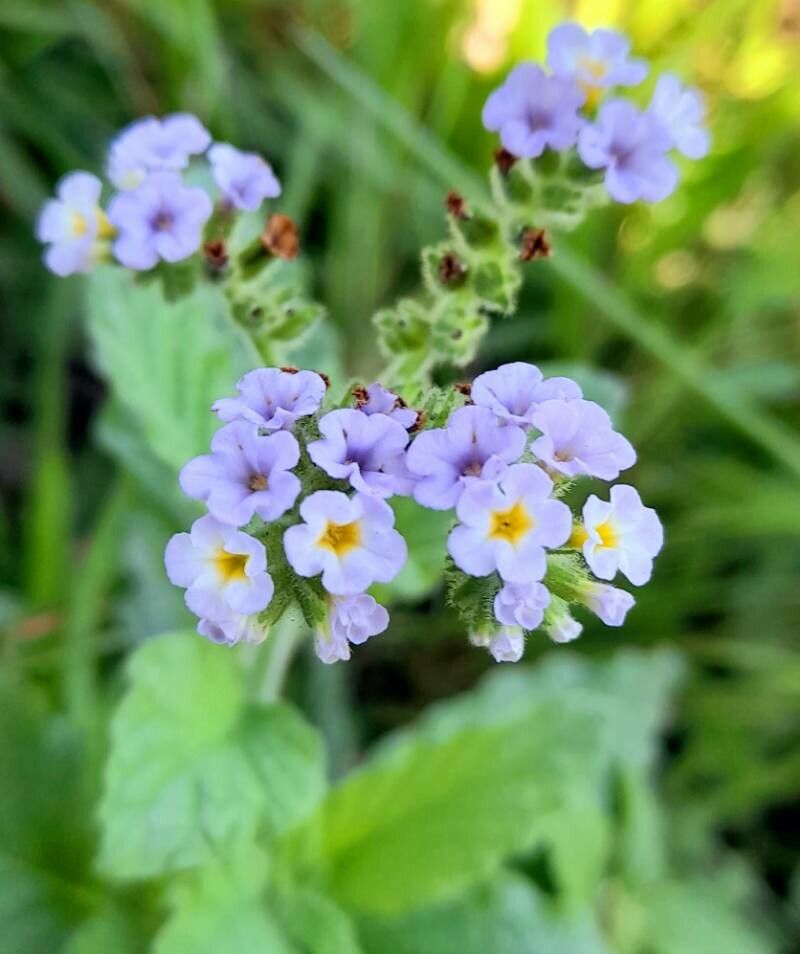 Heliotropium nicotianifolium flower