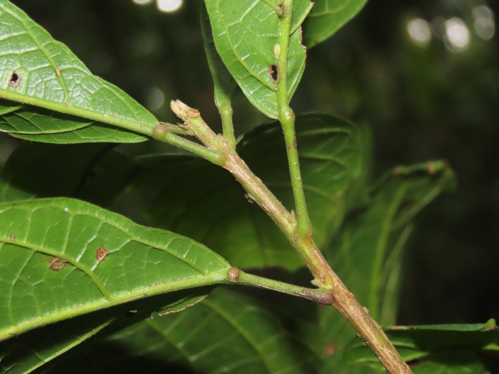 Sloanea brenesii — houseplant care guide