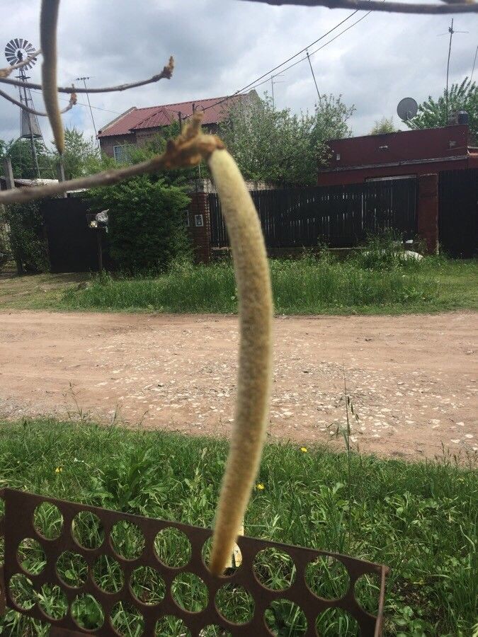 Handroanthus pulcherrimus fruit