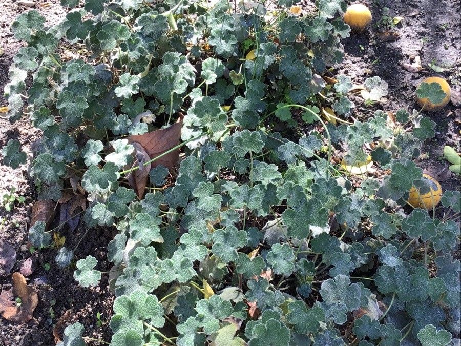 Geranium renardii — search result for 'Geranium'