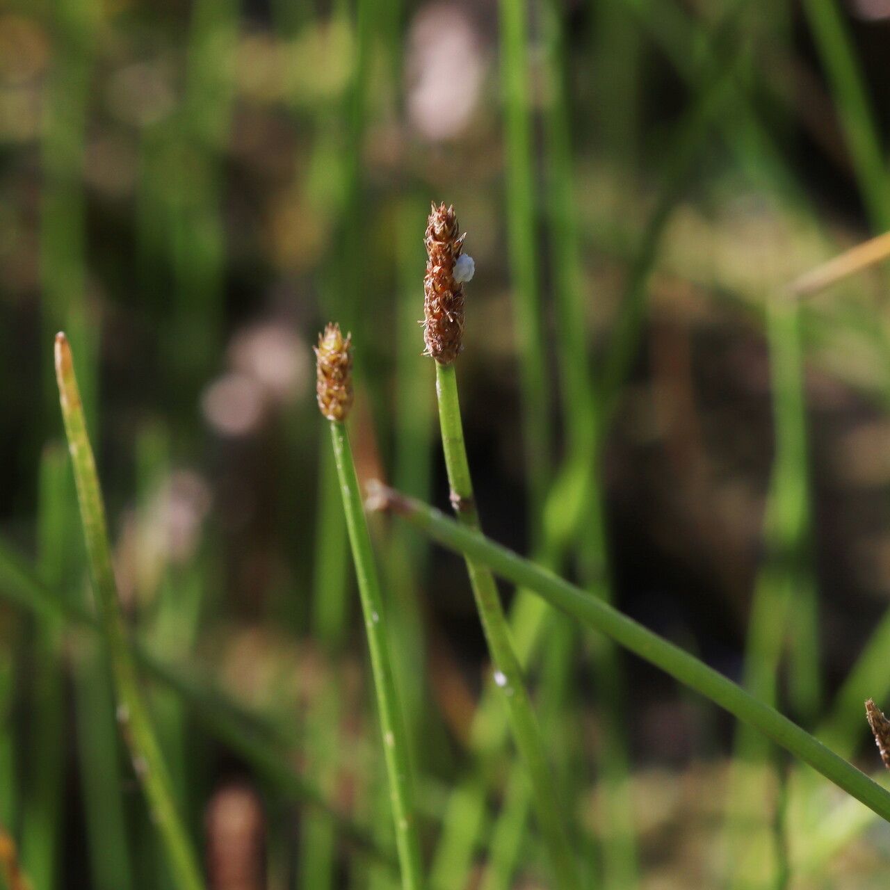Eleocharis uniglumis flower