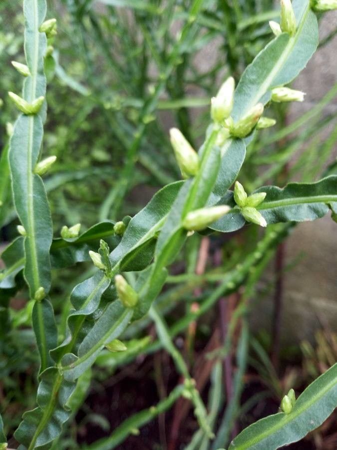 Baccharis genistelloides leaf