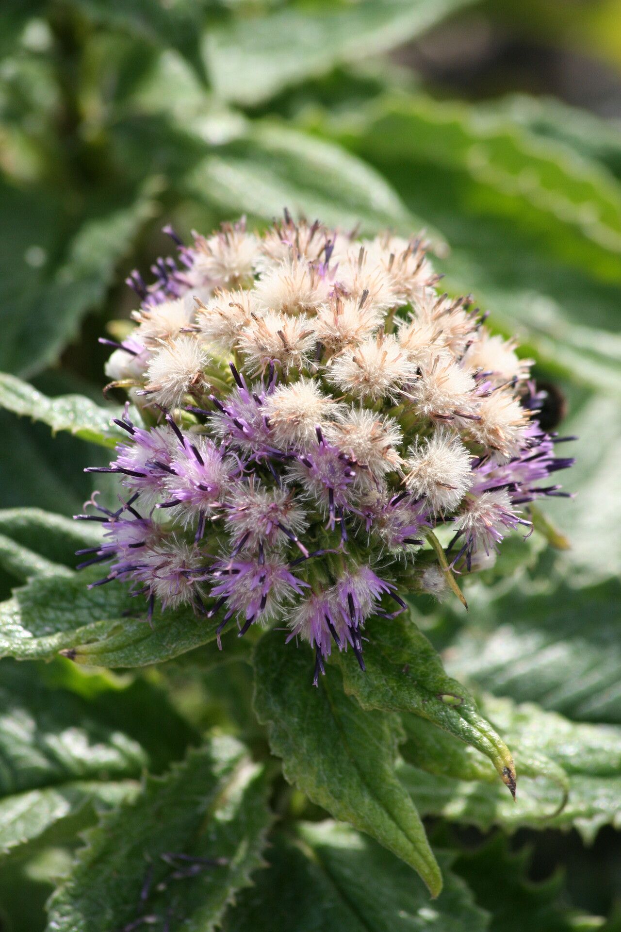 Saussurea acuminata flower