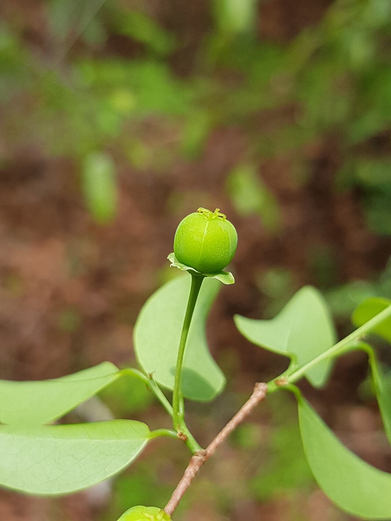 Margaritaria anomala fruit