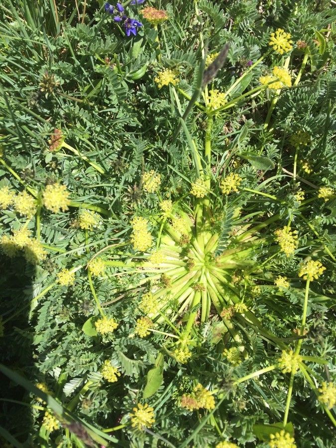 Sanicula arctopoides — related species from the same genus