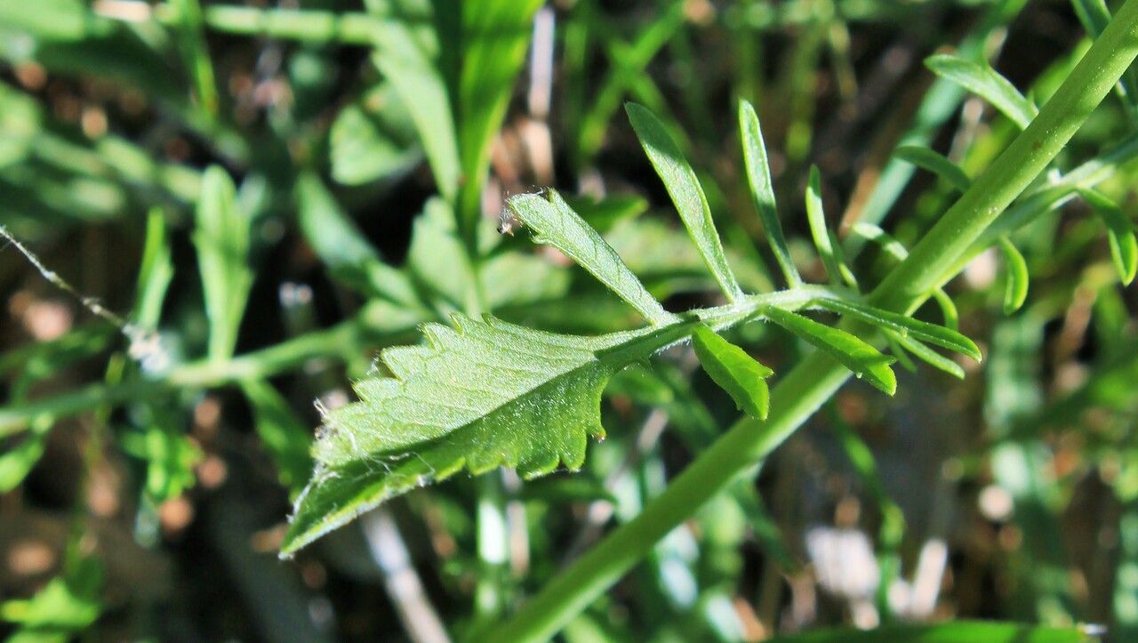 Catananche caerulea leaf