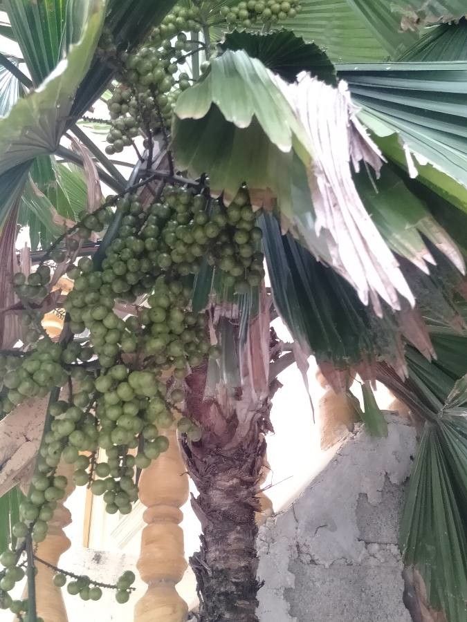Saribus rotundifolius fruit